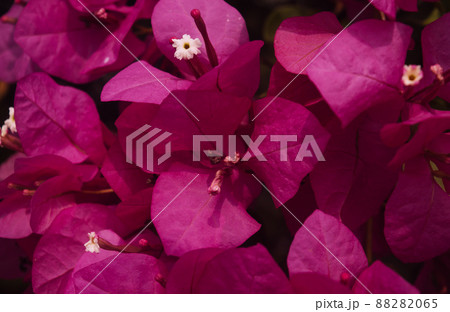 Red poinsettia flower (Euphorbia pulcherrima) full frame background for Christmas floral displays Red poinsettia flower (Euphorbia pulcherrima) full frame background for Christmas floral displays 88282065