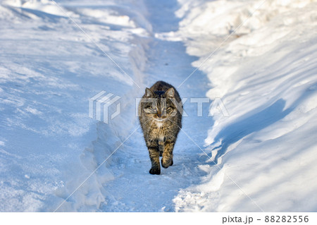 Cautious cat walks along path in snow in winter. 88282556