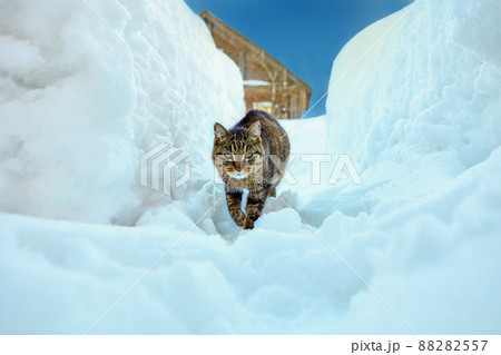 Cat sneaks in snow in village in northern Finland at winter day. 88282557