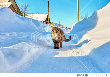 Cat walks along rural road cleared of snow in small village in northern Europe. 88282561