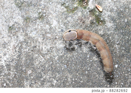 brown worm on the ground. 88282692