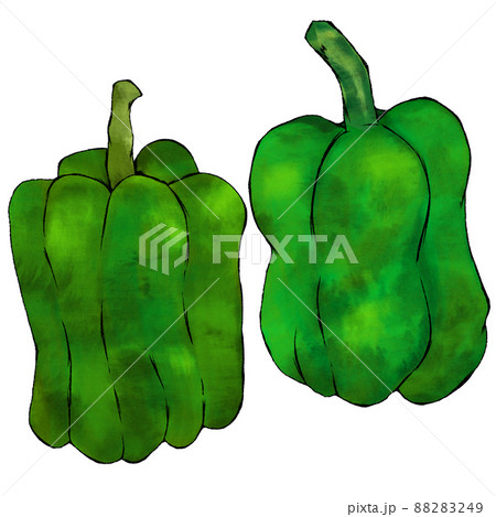 新鮮な野菜  ピーマンの手描きイラスト  水彩  シンプル 88283249