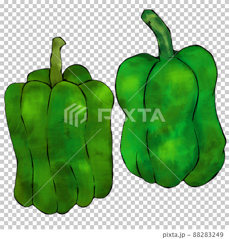新鮮な野菜  ピーマンの手描きイラスト  水彩  シンプル 88283249