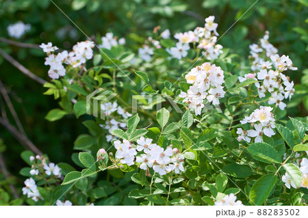 満開の野バラの花 満開の野バラの花 88283502