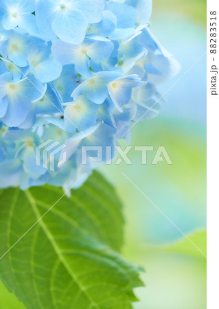 優しい光に包まれてふんわり咲く水色のアジサイの花のアップ 酸性土壌 優しい光に包まれてふんわり咲く水色のアジサイの花のアップ 酸性土壌 88283518