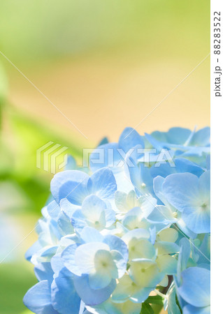 日差しを浴びて輝く水色のアジサイの花 日差しを浴びて輝く水色のアジサイの花 88283522