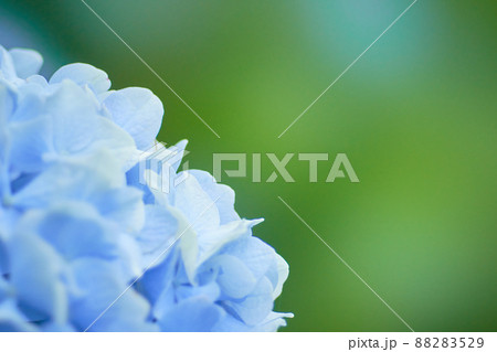 水色のアジサイの花のクローズアップ 酸性土壌の写真素材 8529