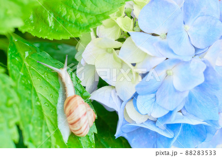 酸性の土壌で育った水色のアジサイの花と一匹のカタツムリのクローズアップ 雨 の写真素材 8533