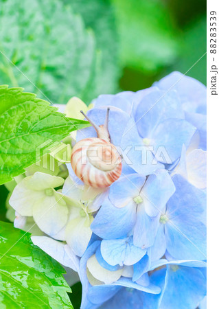 酸性の土壌で育った水色のアジサイの花と一匹のカタツムリのクローズアップ　（雨） 88283539