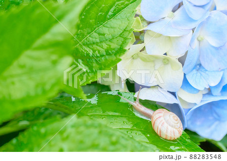 酸性の土壌で育った水色のアジサイの花と一匹のカタツムリのクローズアップ 雨 の写真素材 8548