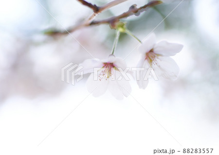 ネガティブなどんよりした雰囲気の桜の花のクローズアップ 88283557