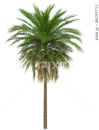 3D Green palm tree 3D Green palm tree 88283711