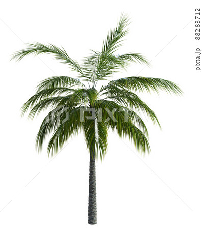 3D Green palm tree 3D Green palm tree 88283712
