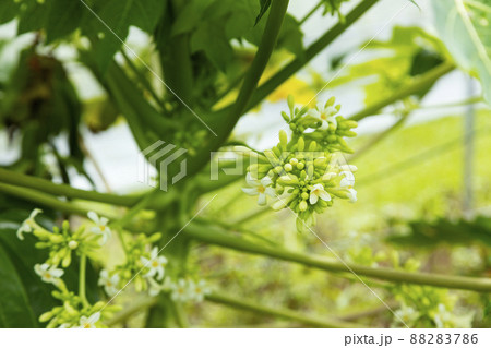 パパイヤの花 88283786