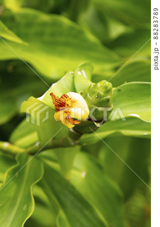 インシュリンプランツの花 88283789