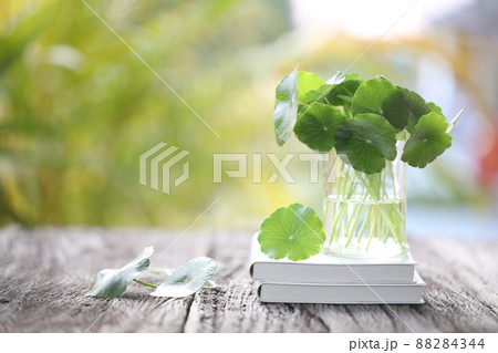 Raw pennywort juice and notebook 88284344