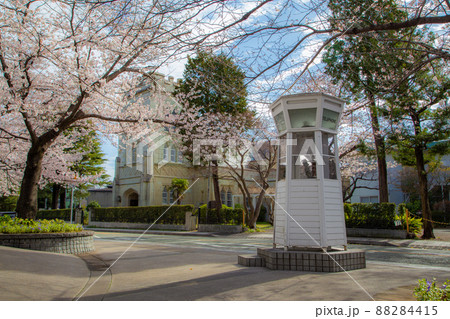 元町公園の桜 元町公園の桜 88284415