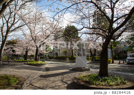 元町公園の桜 元町公園の桜 88284416