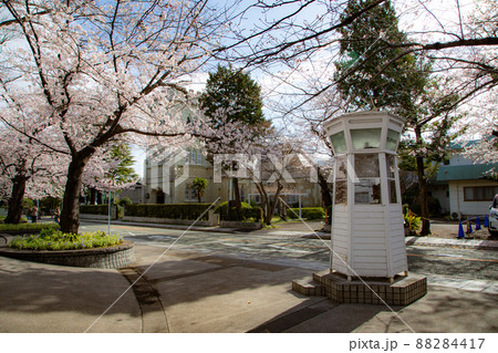 元町公園の桜 88284417