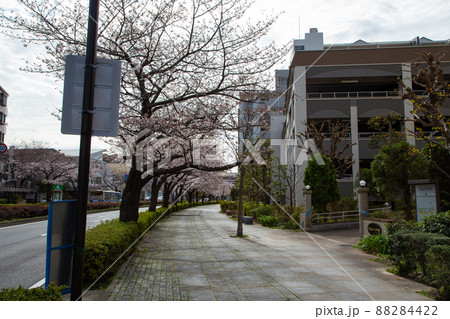 本牧通りの桜 88284422