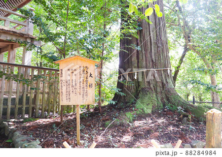 島根県出雲市「須佐神社御神木 大杉」 88284984