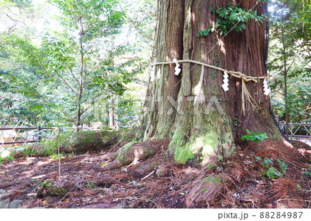 島根県出雲市「須佐神社御神木 大杉」 島根県出雲市「須佐神社御神木 大杉」 88284987