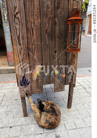 沖縄　那覇　桜坂通りのネコたち 88285264