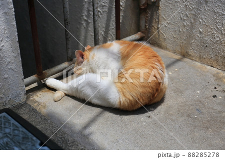 沖縄　那覇　桜坂通りのネコたち 88285278