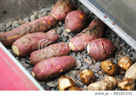 焼いも機に並べられたサツマイモ 88285342