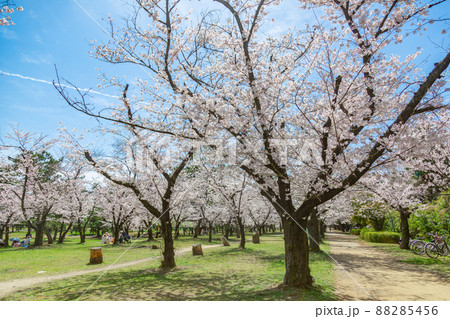 浜寺公園で満開に咲く桜 88285456