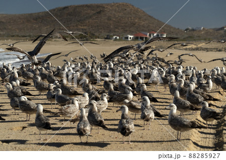 many birds in baja california sur mexico beach pelican seagull 88285927