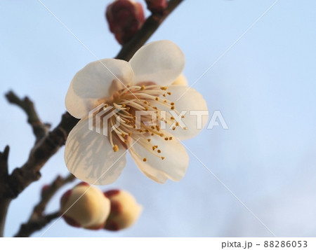 梅の花　白梅 88286053