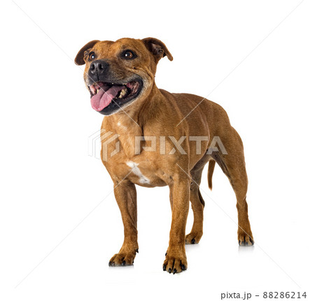 staffordshire bull terrier 88286214