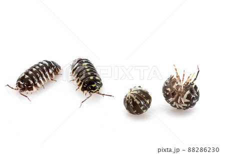 Armadillidium maculatum in studio 88286230