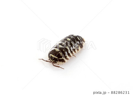 Armadillidium maculatum in studio 88286231