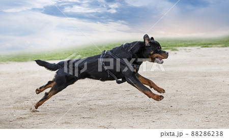 training of rottweiler 88286238