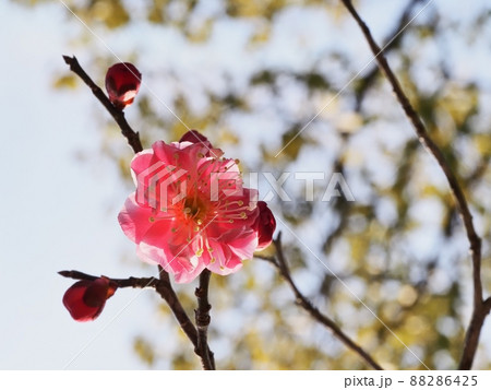 紅梅の花 88286425