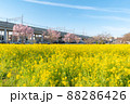 菜の花畑から望むグリーンライン川和町駅 88286426