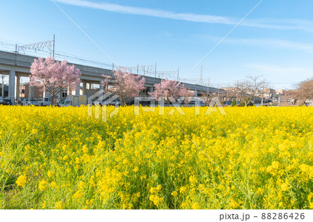 菜の花畑から望むグリーンライン川和町駅 88286426
