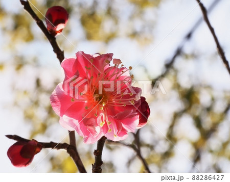 紅梅の花 紅梅の花 88286427