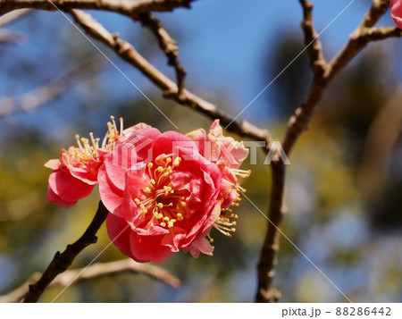 紅梅の花 88286442