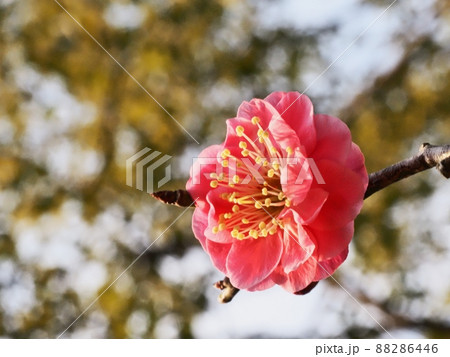 紅梅の花 紅梅の花 88286446