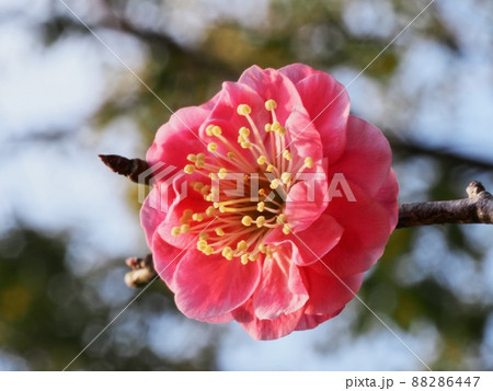 紅梅の花 紅梅の花 88286447