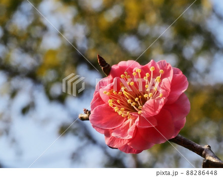 紅梅の花 88286448