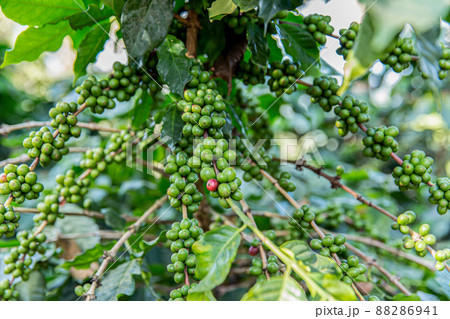 Coffee Crop, Plant, Crop - Plant, Fruit, Farmer Coffee Crop, Plant, Crop - Plant, Fruit, Farmer 88286941