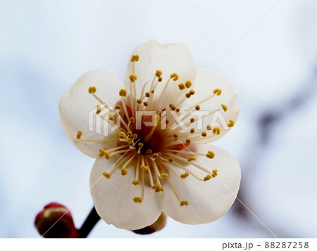 梅の花　白梅 88287258