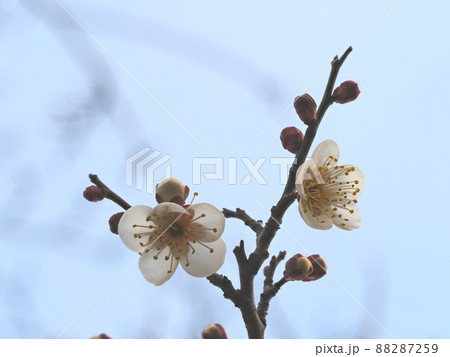 梅の花　白梅 88287259