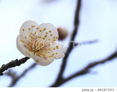 梅の花　白梅 88287263