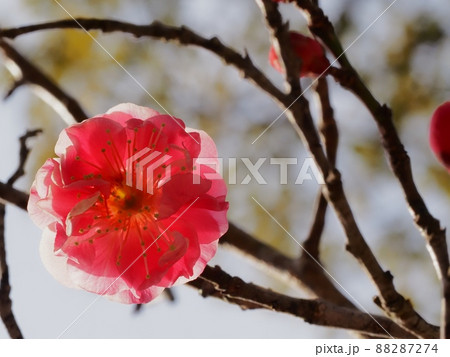 紅梅の花 88287274