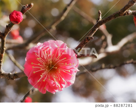 紅梅の花 88287281